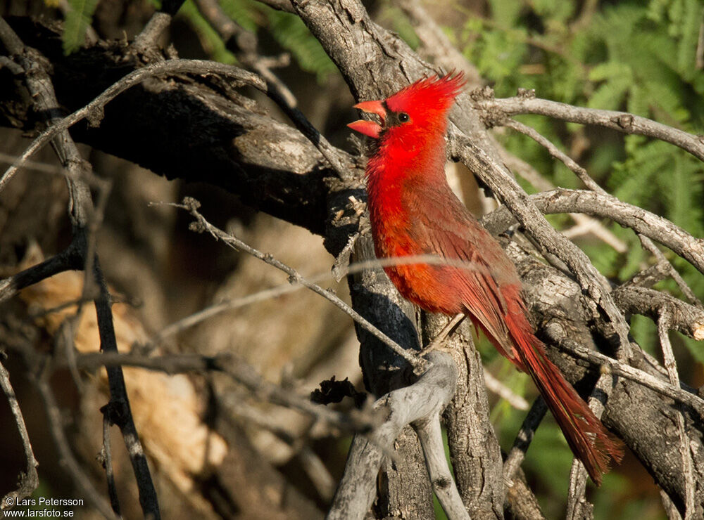 Northern Cardinal