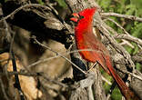 Cardinal rouge