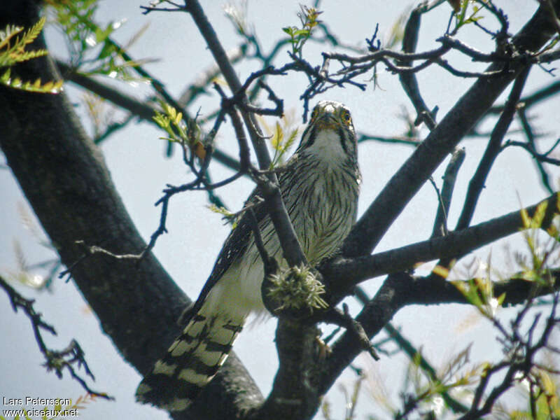 Spot-winged Falconet, pigmentation