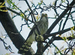 Spot-winged Falconet