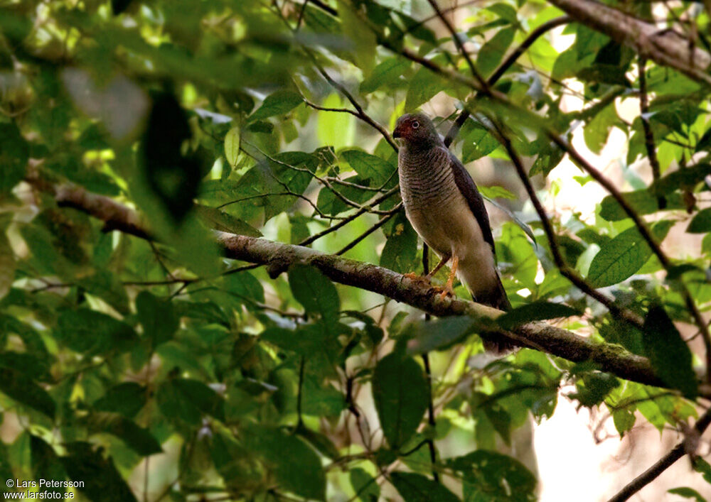 Lined Forest Falcon