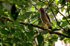 Lined Forest Falcon