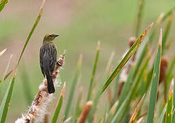 Chestnut-capped Blackbird