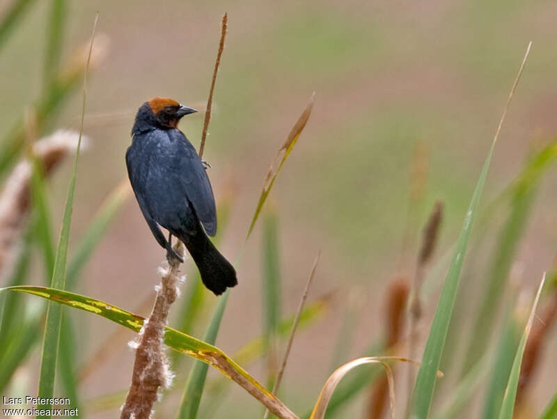 Chestnut-capped Blackbird male adult, habitat, pigmentation