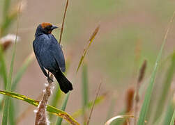 Chestnut-capped Blackbird