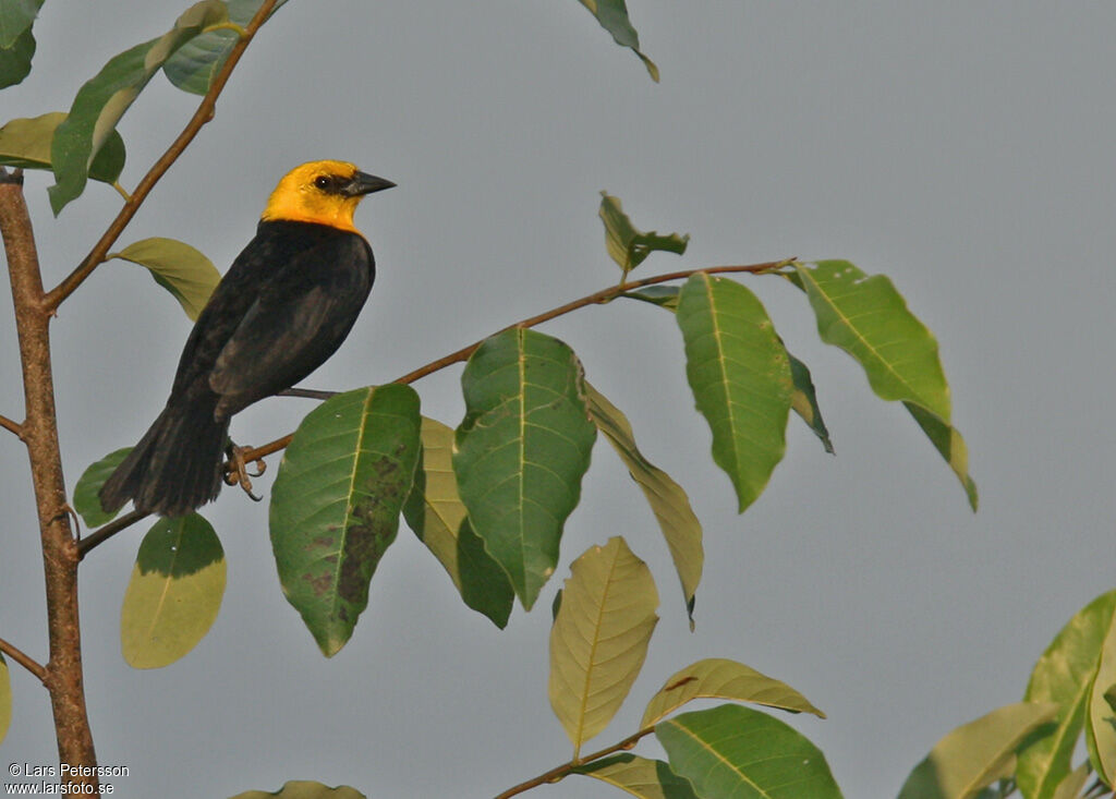 Yellow-hooded Blackbird