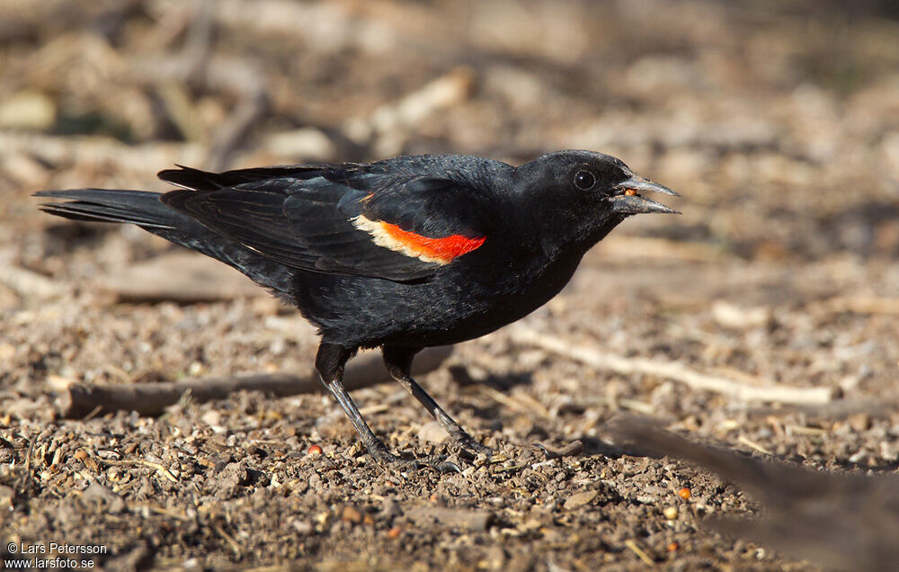 Red-winged Blackbird