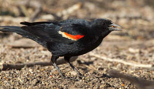 Red-winged Blackbird