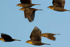 Yellow-headed Blackbird