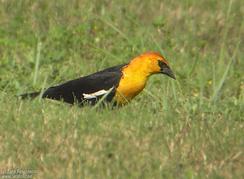 Yellow-headed Blackbird