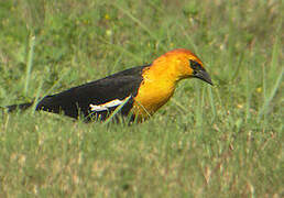 Yellow-headed Blackbird