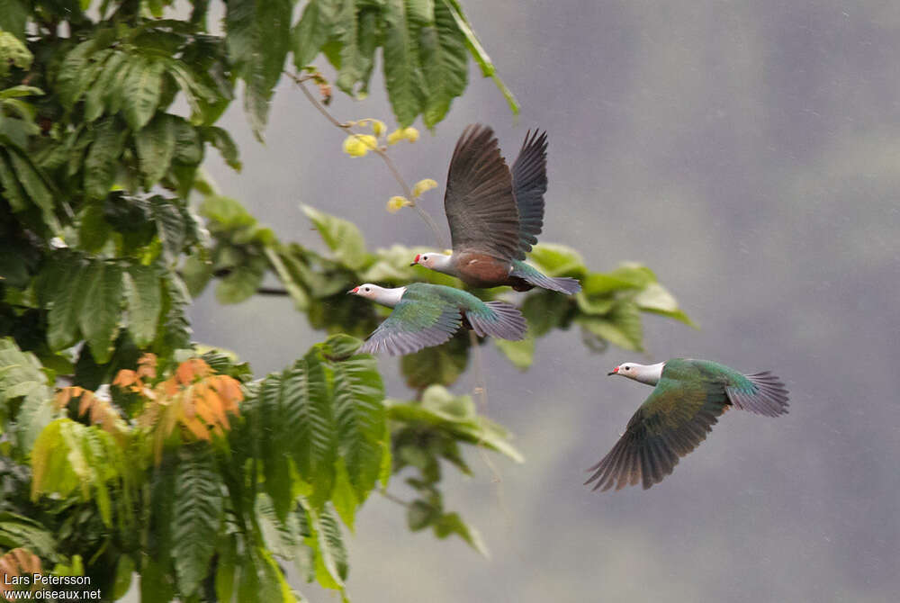 Red-knobbed Imperial Pigeonadult, Flight