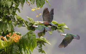 Red-knobbed Imperial Pigeon