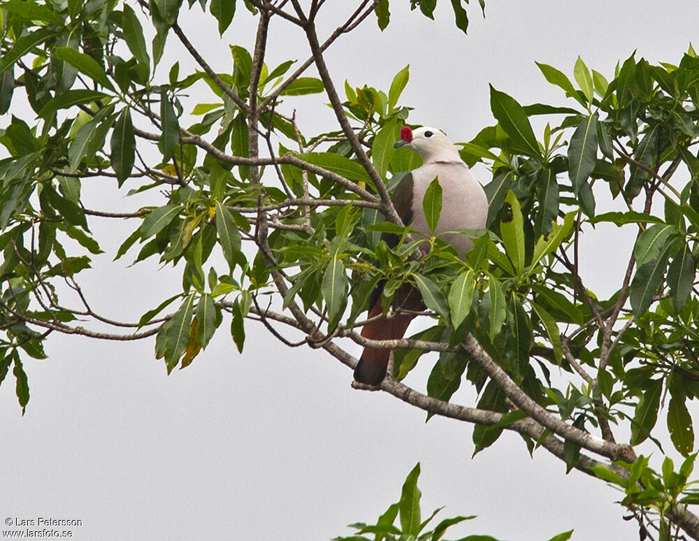 Red-knobbed Imperial Pigeon