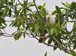 Red-knobbed Imperial Pigeon