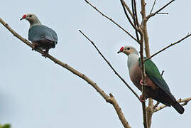 Red-knobbed Imperial Pigeon