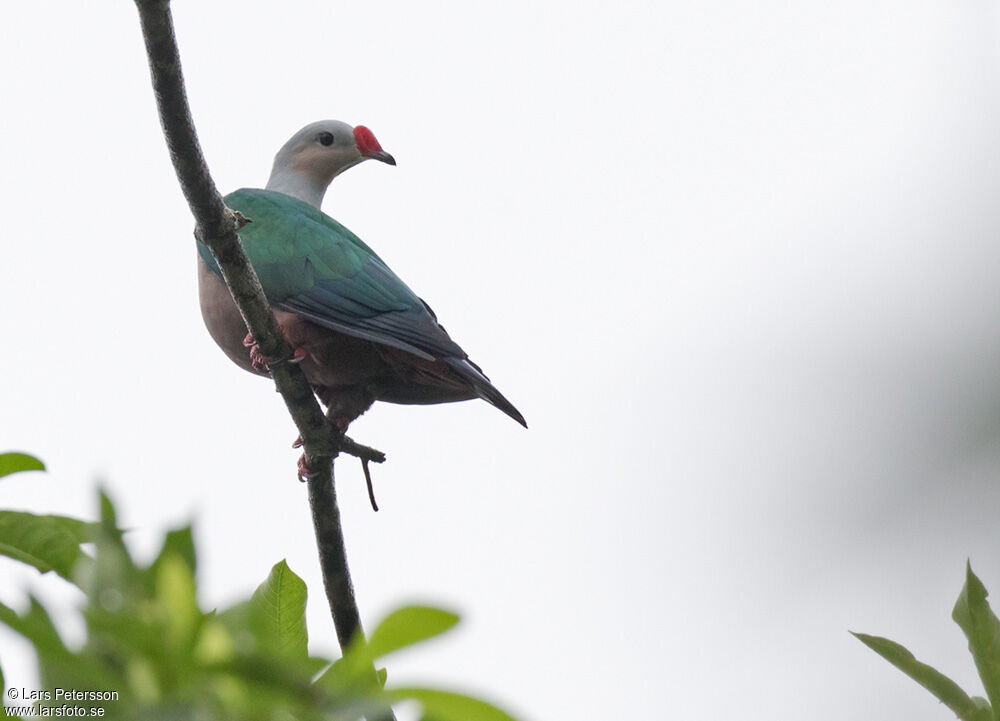 Red-knobbed Imperial Pigeon