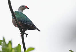 Red-knobbed Imperial Pigeon