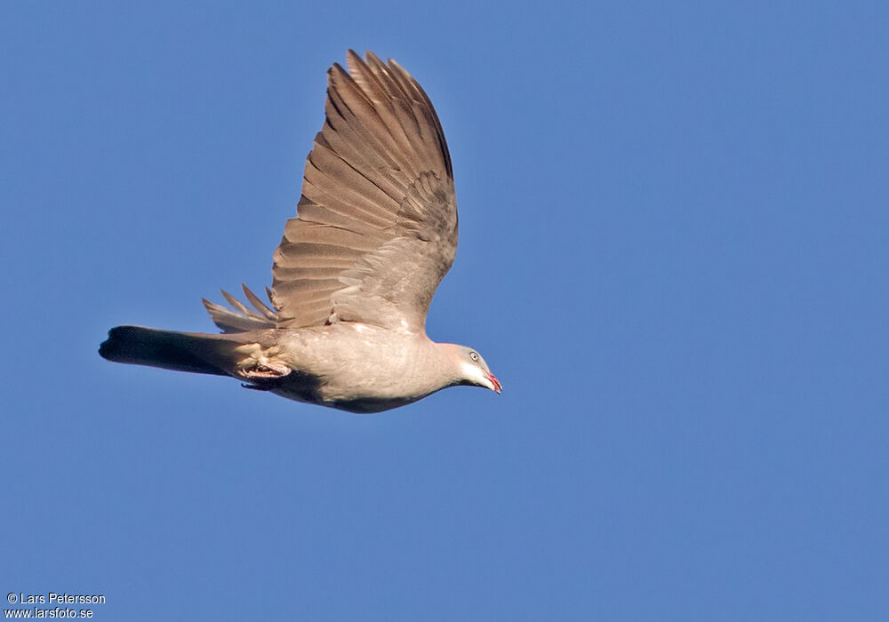 Mountain Imperial Pigeon