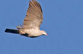 Mountain Imperial Pigeon