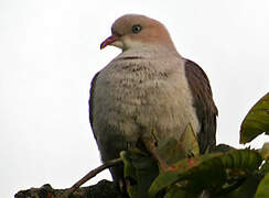 Mountain Imperial Pigeon