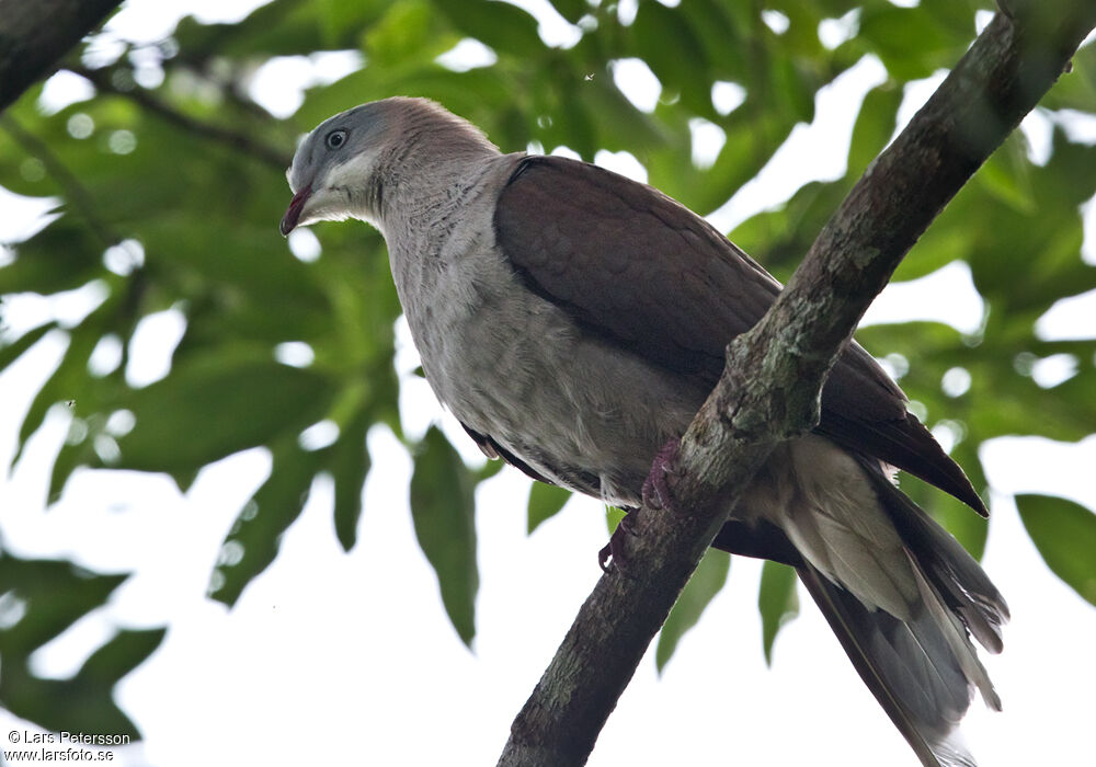 Mountain Imperial Pigeon