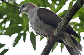 Mountain Imperial Pigeon