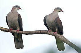 Mountain Imperial Pigeon