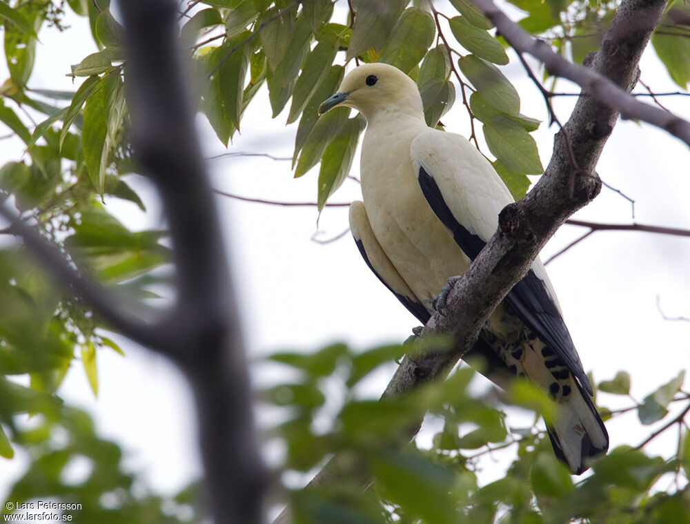 Torresian Imperial Pigeon