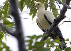 Torresian Imperial Pigeon