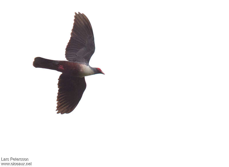 Papuan Mountain Pigeonadult, Flight