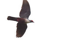 Papuan Mountain Pigeon