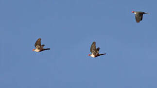 Papuan Mountain Pigeon