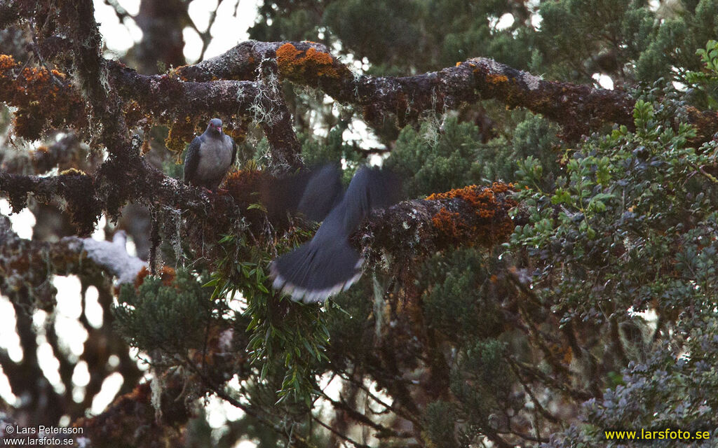 Papuan Mountain Pigeon