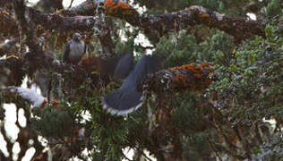 Papuan Mountain Pigeon