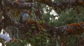 Papuan Mountain Pigeon