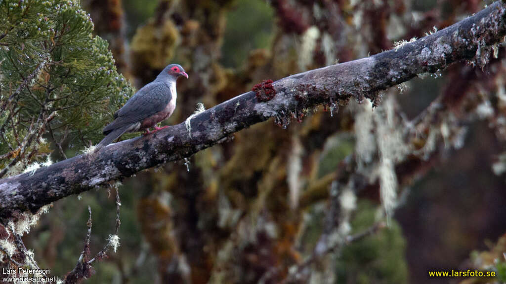 Papuan Mountain Pigeonadult, identification