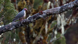 Papuan Mountain Pigeon