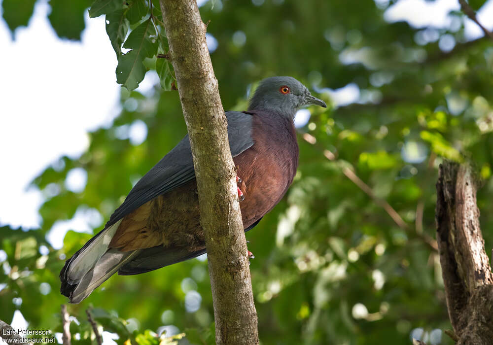 Vanuatu Imperial Pigeonadult, identification