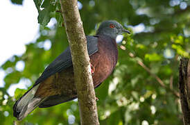 Vanuatu Imperial Pigeon