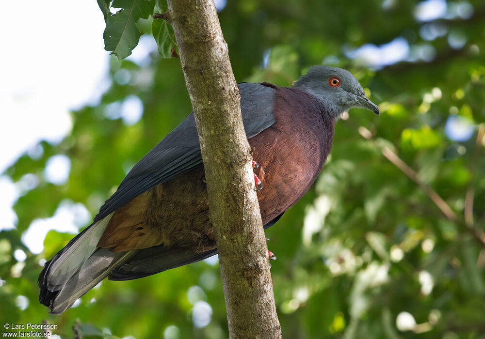 Vanuatu Imperial Pigeon