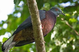 Vanuatu Imperial Pigeon