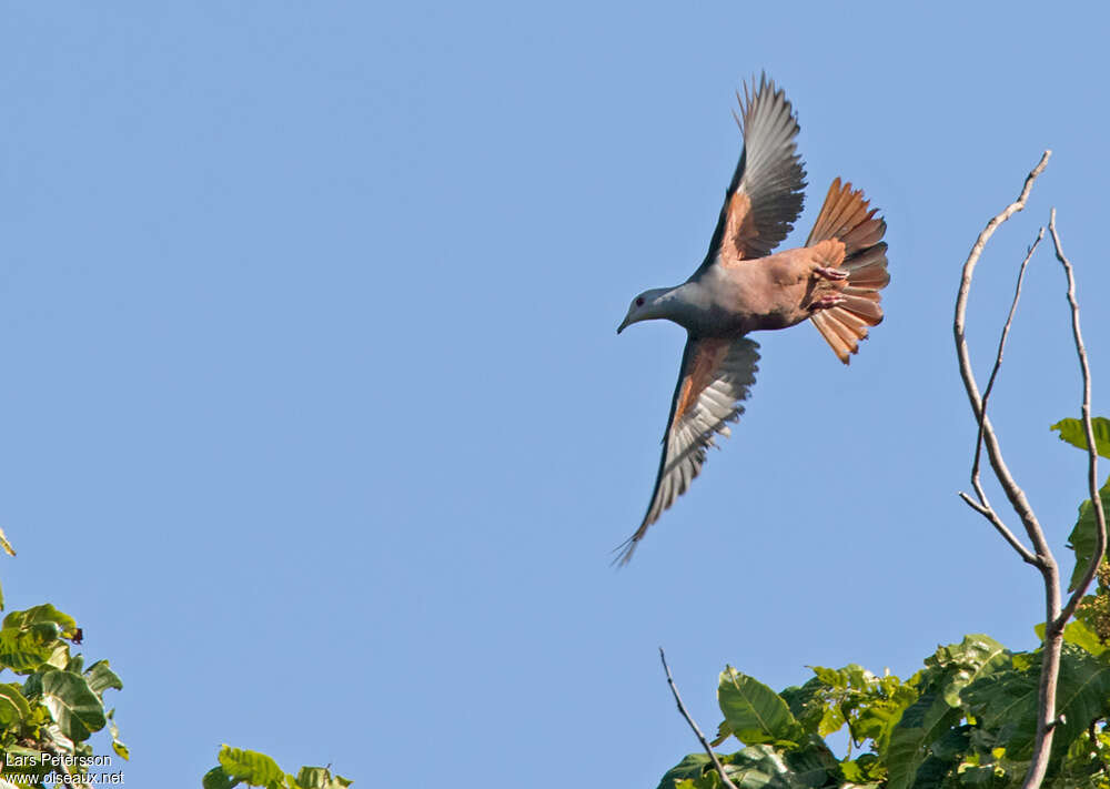 Chestnut-bellied Imperial Pigeonadult, Flight