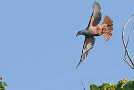 Chestnut-bellied Imperial Pigeon