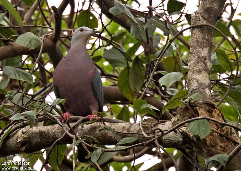 Chestnut-bellied Imperial Pigeonadult