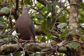 Chestnut-bellied Imperial Pigeon