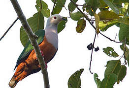 Finsch's Imperial Pigeon