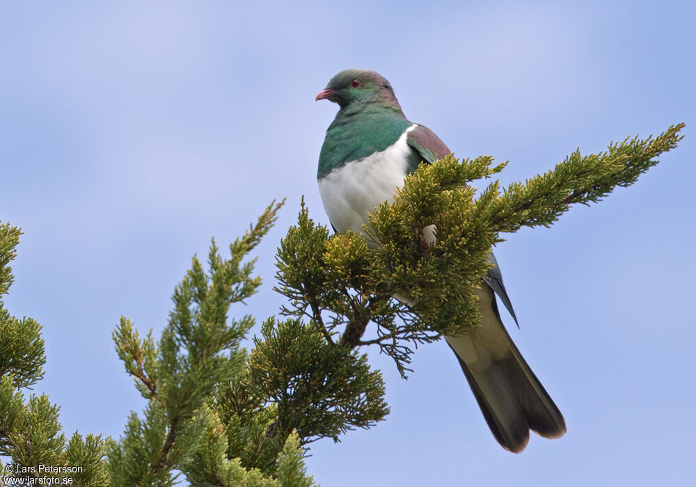 Carpophage de Nouvelle-Zélande