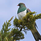 Carpophage de Nouvelle-Zélande