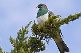 New Zealand Pigeon